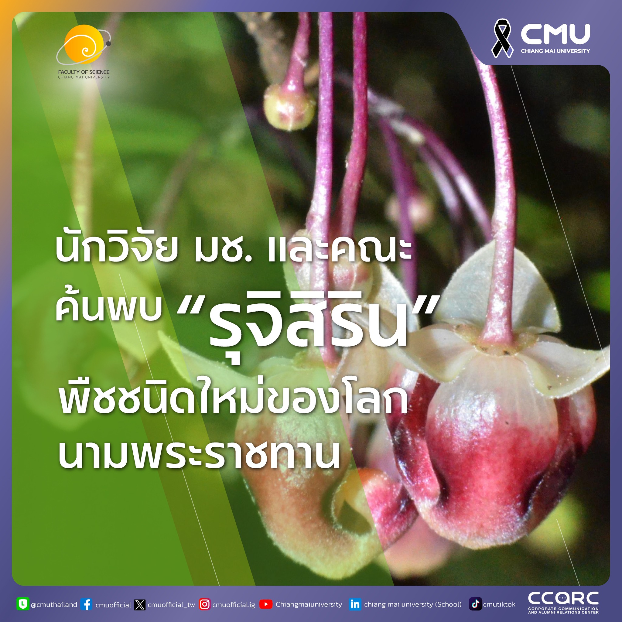 นักวิจัยมหาวิทยาลัยเชียงใหม่และคณะ ค้นพบ รุจิสิริน พืชชนิดใหม่ของโลกนามพระราชทาน